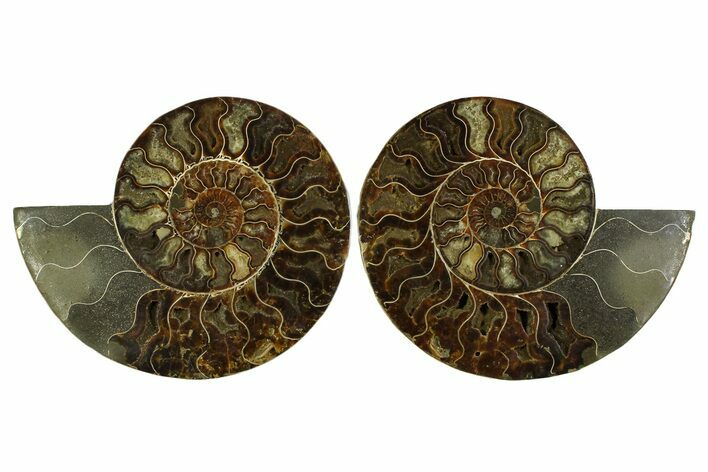 Large Cut & Polished Ammonite Fossil - Madagasar #359525